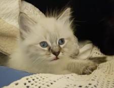 chaton siberien neva masquerade mâle