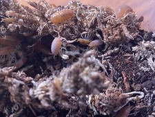 Powder Orange Isopods 15 Count- Juvenile  Adult mix