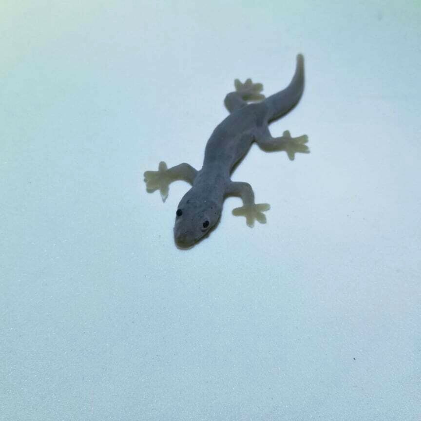 rubber lizard cat toy