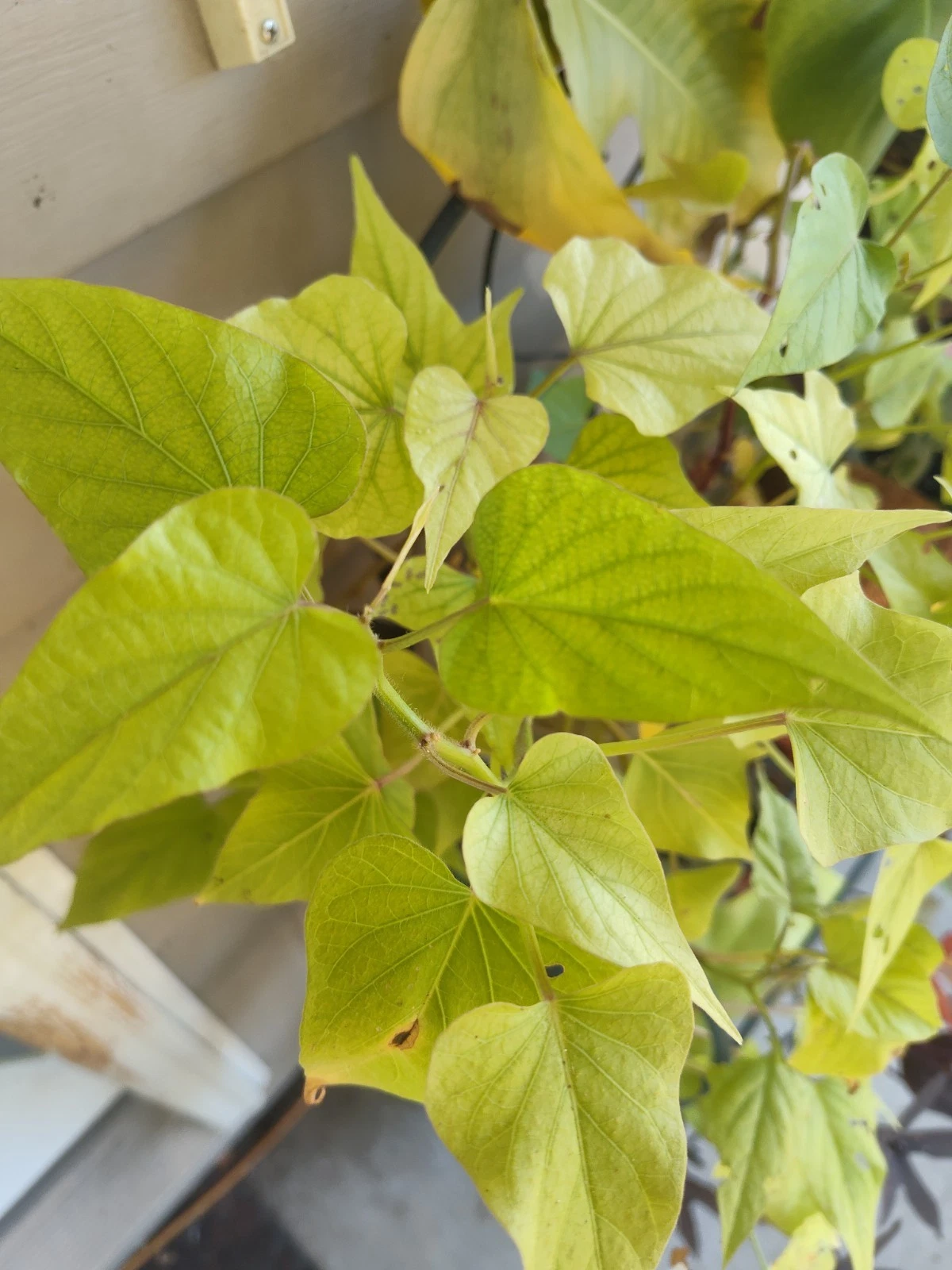 Live Purple Sweet Potato Rooted Plant - Okinawa Purple And Five Extra Cuttings