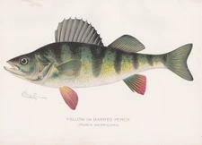 Original Antique Fish Print: Yellow Or Barred Perch By Sherman F. Denton 1899