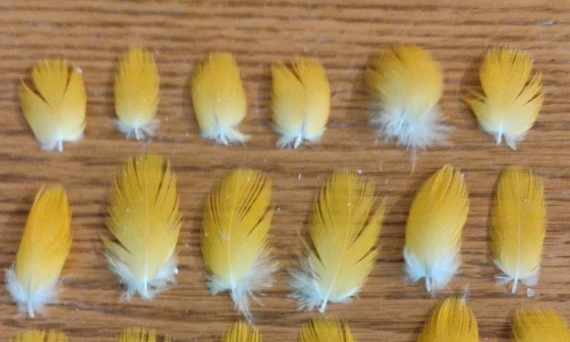 24 plumas de guacamayo azules y doradas doradas/amarillas (0,50"-1,25") Foto 3 de 3