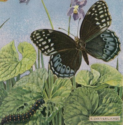 Butterfly Life Cycle Caterpillar Chrysalis Nature Study 1948 Vintage Print