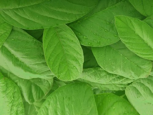 Guava leaves 250 Organic fresh dried Hojas de Guayaba Guayabo Psidium Guajava - Picture 4 of 7