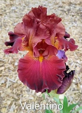 Tall Bearded Iris Rhizome ~ "VALENTINO" ~ Fresh and Healthy