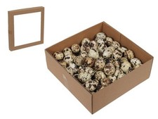 60 STK Wachteleier Dekoeier Wachtelei Eier ausgeblasen Ostereier Basteln Wachtel