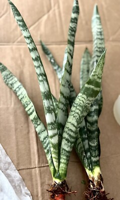 4 Snake Plant Fresh Cutting Unrooted Mother-In-Law Tongue Sanseveria Live  Plant | eBay