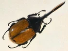 DYNASTES HERCULES LICHYI MALE A1 VERY BIG!!! 121MM+ AMAZING! WILD CAUGHT ECUADOR