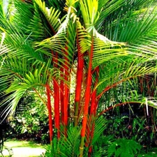 10 RED SEALING WAX "LIPSTICK" PALM TREE SEEDS (Cyrtostachys renda) House Plant