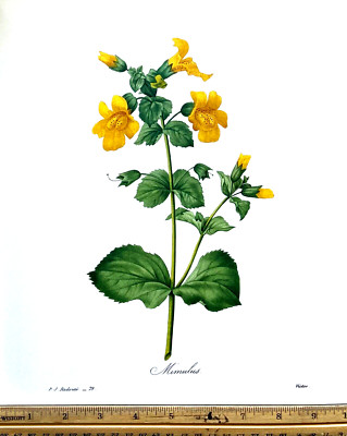 Redoute Flowers #79 MIMULUS  MONKEY FLOWER BOTANICAL ART BK Plate SUPERB L@@K!