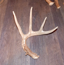 Whitetail Deer Antler - Deer Shed ~ Collectors