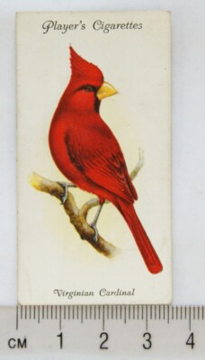 1933 John Player & Sons Voliere & Käfigvögel 41 Viriginian Cardinal