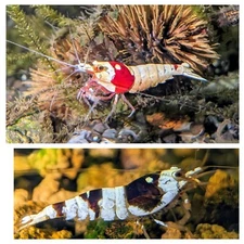 5+1 Crystal Red + 5+1 Crystal Black Shrimp CRS CBS Freshwater Caridina Aquarium 