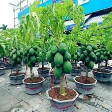 20 "DWARF SOLO WAIMANALO" (Carica Papaya) Fruit Tree Seeds Fast Houseplant 