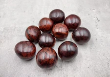 Brown Hamburger True Sea Beans Mucuna Sloanei (10 shells approx. 1+ inch) 