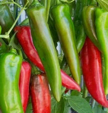 ANAHEIM CHILI PEPPER SEEDS 50+ GARDEN vegetable HOT SPICY salsa FREE SHIPPING