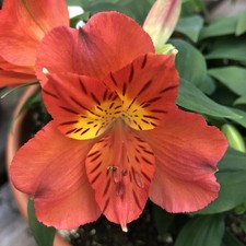 Alstroemeria Colorita Amina Outdoor Flowering Lilies Herbaceous Perennial
