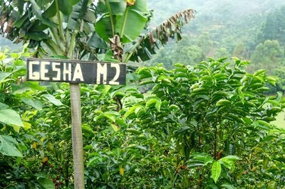 PANAMA GEISHA COFFEE BEANS MEDIUM ROASTED  4lb in 1 pound bags