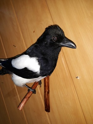stuffed magpie