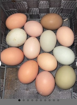 6 -Fresh and Fertilized Barnyard Mix Rainbow Assortment Chicken Hatching Eggs!