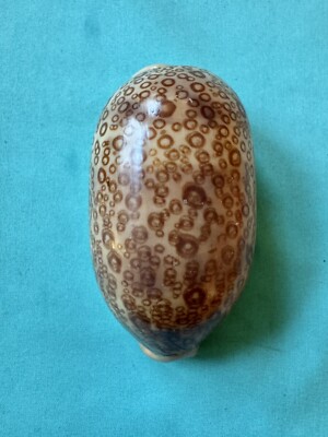 große Meeresschneke Cypraea argus, 90.9mm lang