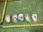 Lot of 42 Atlantic Oyster Shells 6 To 3.5 Inch Long Craft Art Collect￼ — photo 10