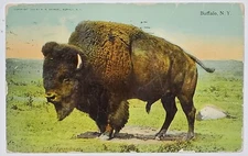 New York The Buffalo by W. H. Brandel Postcard B26