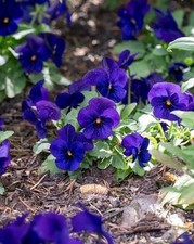 20 Viola Select Neon Flash Seeds – Bright Bedding Garden Flowers UK