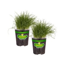 2 Pack Bonnie Plants Pet Grass Indoor Outdoor Wheatgrass 19.3
