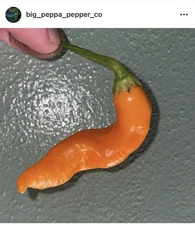 [AJI INCA BERRY XL ORANGE] PEPPER SEEDS FREE SHIPPING!
