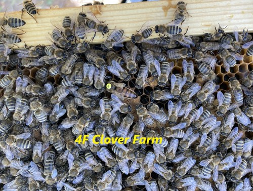 Live Caucasian Honey Bee Queen 50% * Mated, Marked & Laying * Ships 8-4-2026