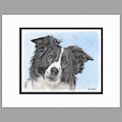 Border Collie Dog Original Art Print 8x10 Matted to 11x14