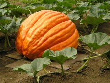 Pumpkin Seed: Growers Giant F1 Pumpkin Seeds Fresh Seed.
