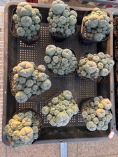 LW selfroot Multi Heads Cactus PlantBeautiful Garden Décor Boutique 7-8CM