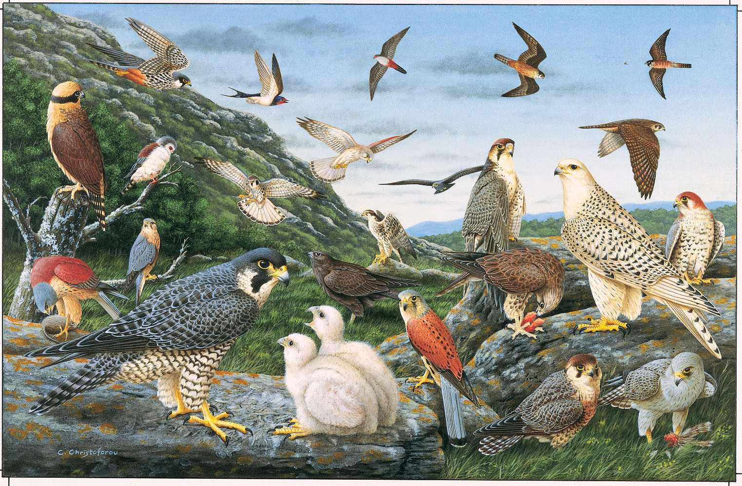 Falcons 1000 Piece Jigsaw Puzzle