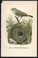 1935 Vintage German Bird & Nest Print The Willow Warbler
