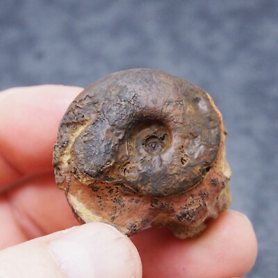 36mm Goniatite  Hematite Devonian Fossil lot Ammonite