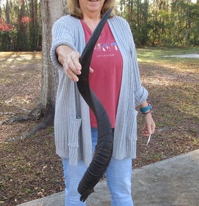 33 inch Natural South African Kudu horn to make shofar, taxidermy # 51634