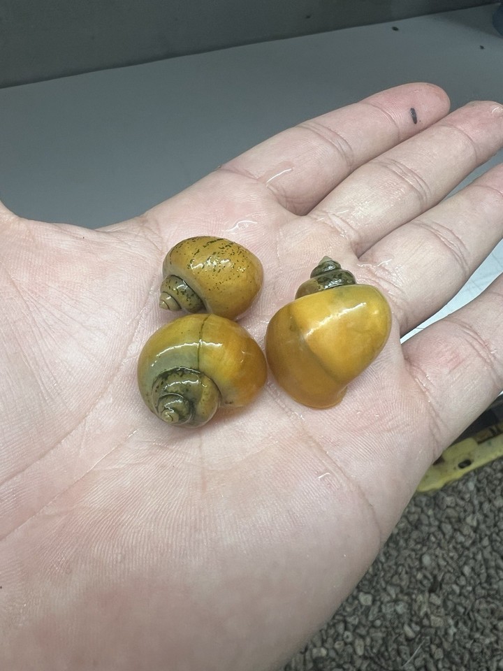 5 Pack Golden Mystery Snails Live Aquarium Freshwater Snails | eBay