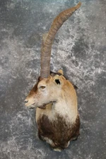 Gredos Ibex taxidermy shoulder mount SKU 2395