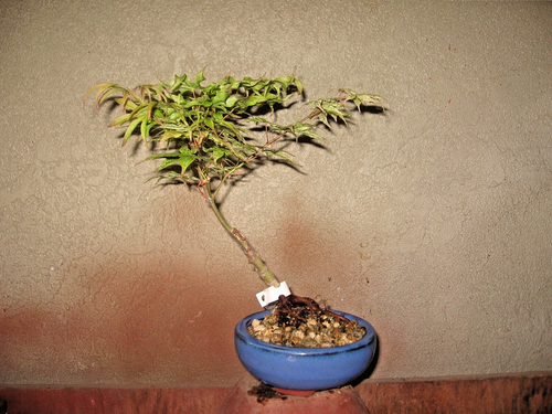 BONSAI GRAFTED JANANESE MAPLE UKIGUMO