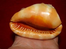 Lot 2 Cypraecassis Rufa Helmet Seashell 4.25"