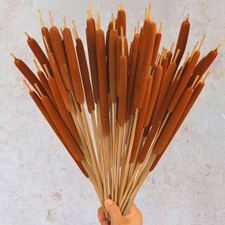 Dried Natural Brown Cattails Flowers - 20PCS Real Broadleaf Pencil Yellow