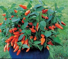 Vegetable - Pepper (Sweet) - Sweet Tangerine Dream - 15 Seeds