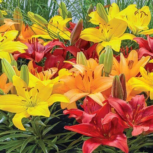 Asiatic Border Lily Bulbs for Planting (10 Fresh Bulbs) - Picture 1 of 3