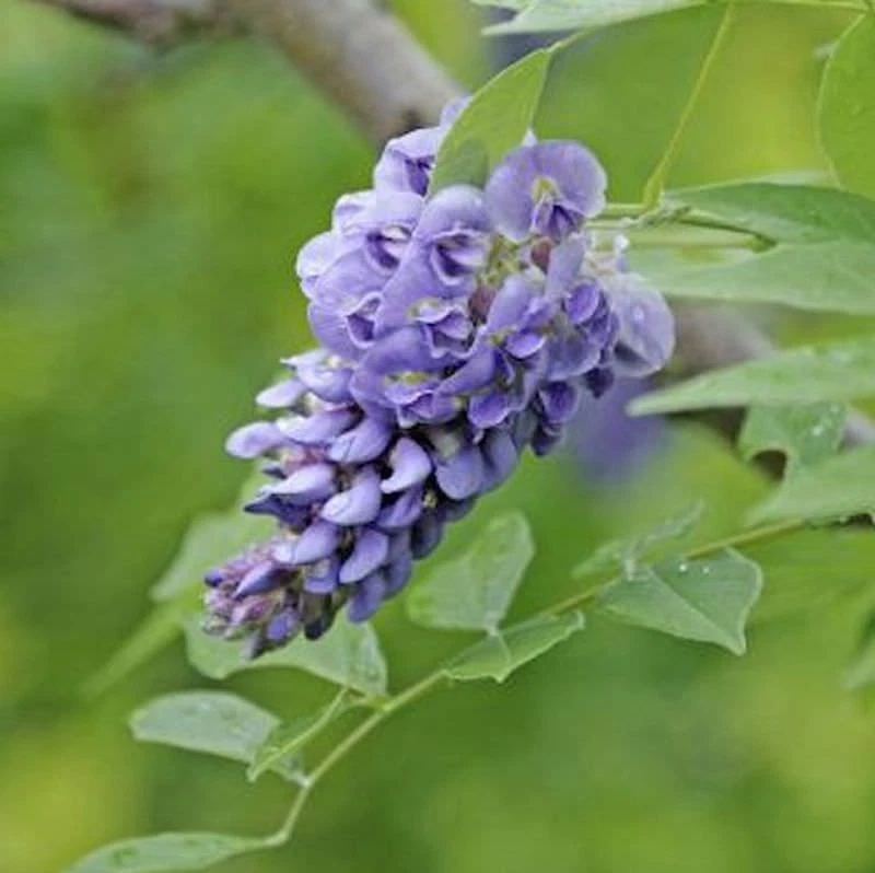 Amerikanischer Blauregen Rosea Longwood Purple 60-80cm - Wisteria frutescens - Bild 1 von 1