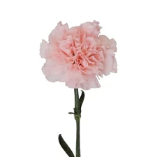 Pretty in Pink Carnation cuttings for rooting (15 cuts)