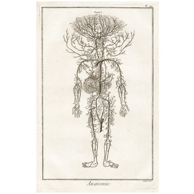 1764 Diderot Encyclopédie Folio Engraving, ANATOMIE Pl. VIII (After Bidloo)