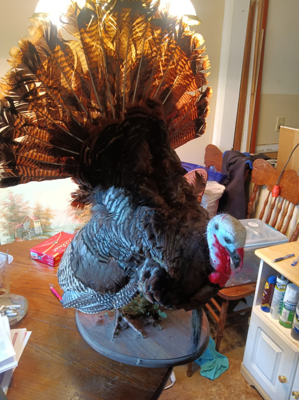 Turkey Standing Mount Taxidermy Bird Display