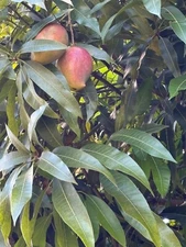 Mango leaves 100% organic, fresh picked from Lares Puerto Rico